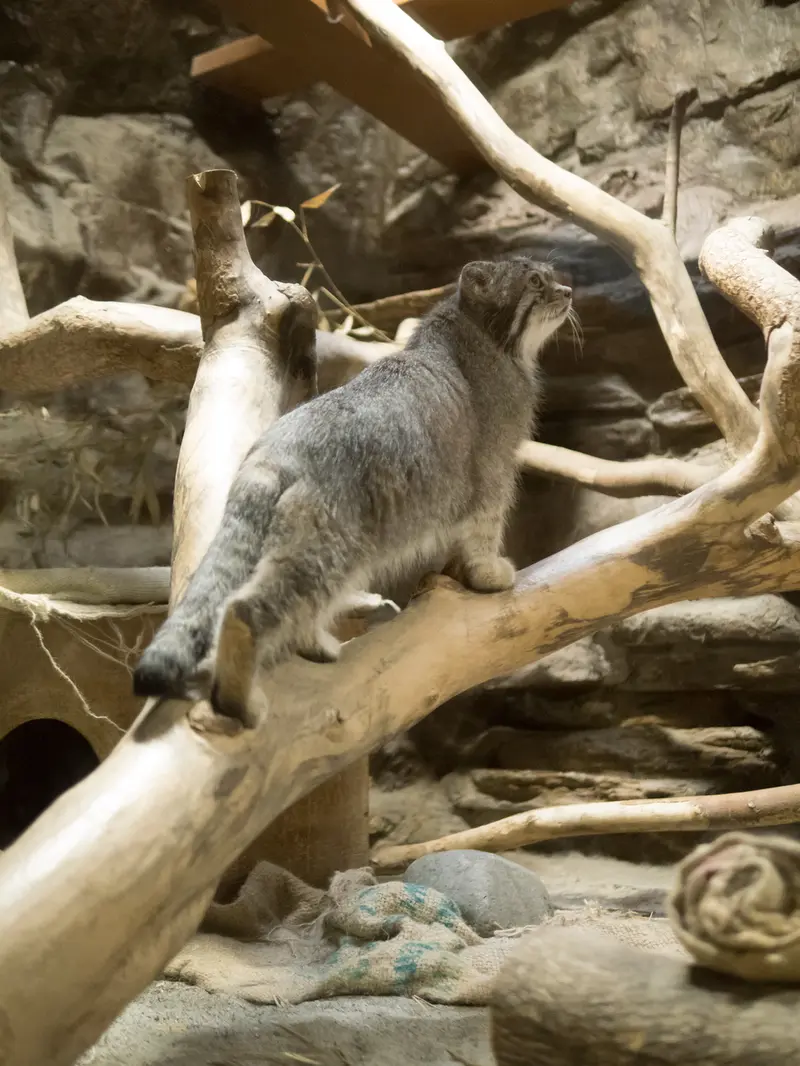 A photograph of Klyon in Ueno Zoological Gardens