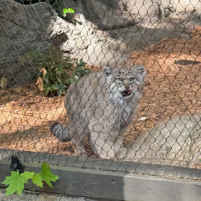 A photograph of Batu in Prospect Park Zoo