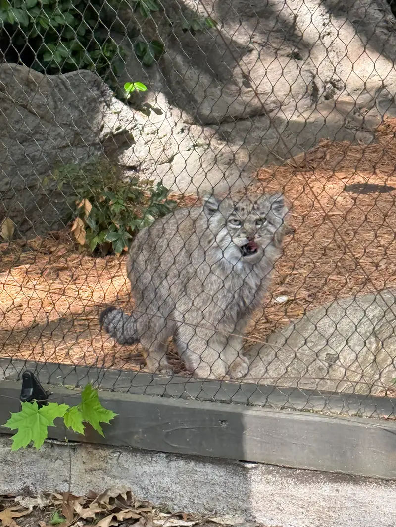 A photograph of Batu in Prospect Park Zoo