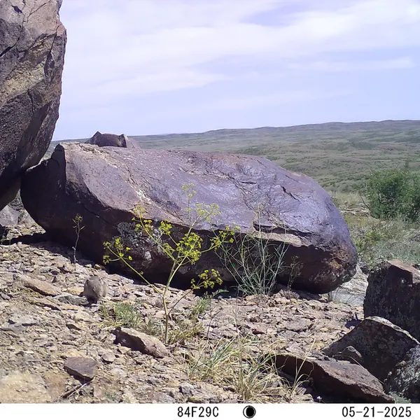A photograph of Kazakh pika from Koshkar camera trap