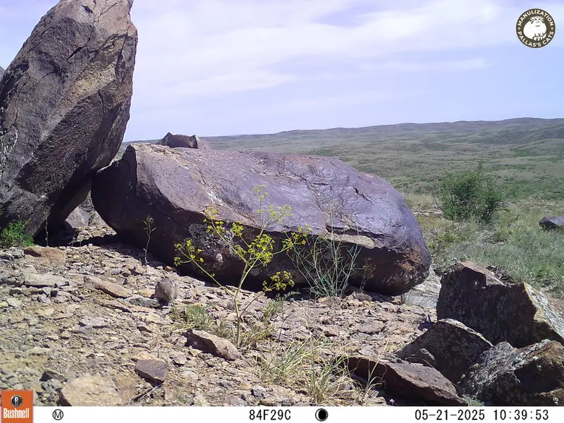 A photograph of Kazakh pika from Koshkar camera trap