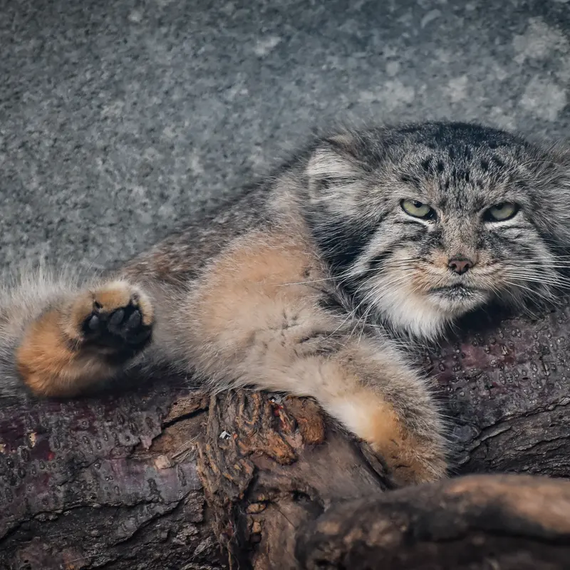 A photograph of Paval in Columbus Zoo and Aquarium