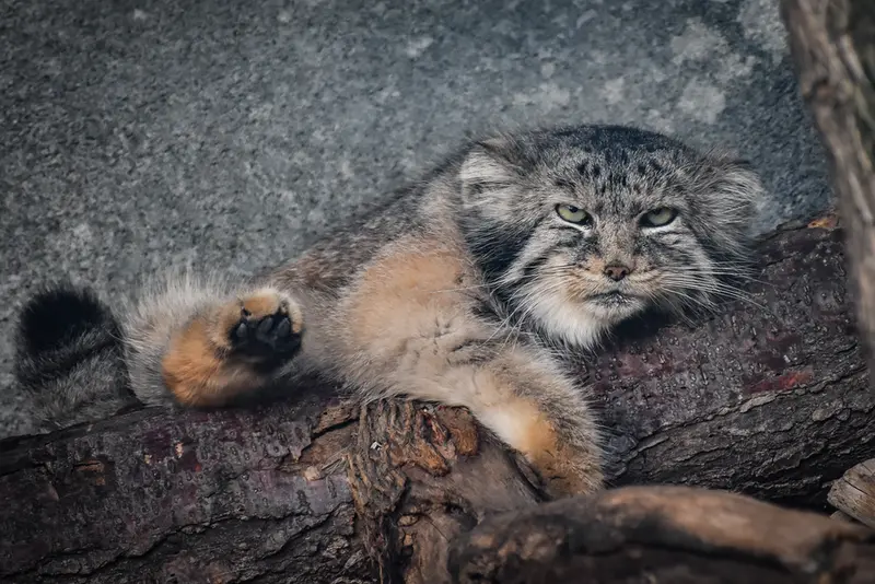 A photograph of Paval in Columbus Zoo and Aquarium