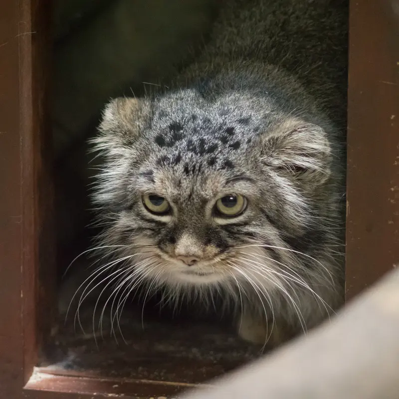 A photograph of Shafran in Ueno Zoological Gardens
