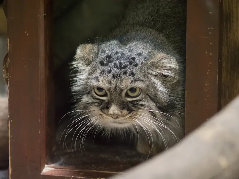A photograph of Shafran in Ueno Zoological Gardens