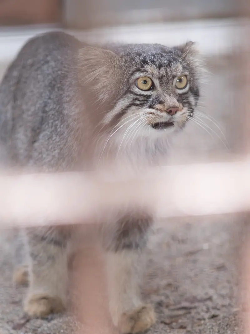 A photograph of Figa in Nogeyama Zoo