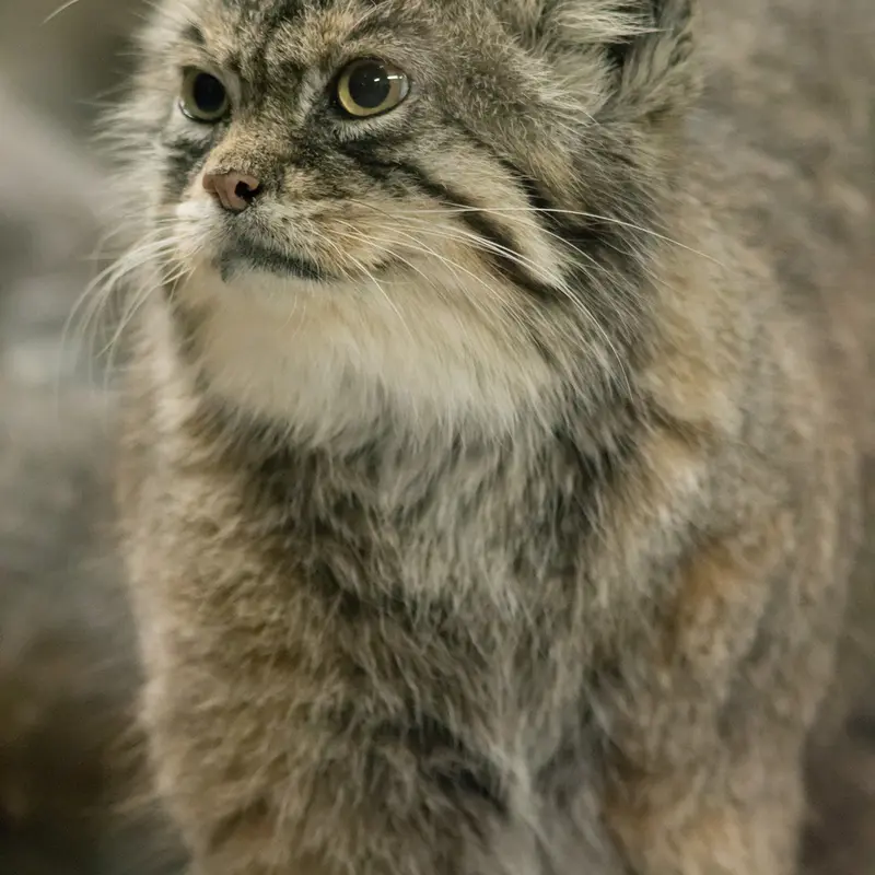 A photograph of Primula in Ueno Zoological Gardens