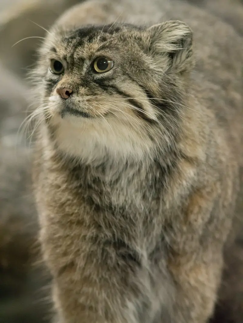 A photograph of Primula in Ueno Zoological Gardens