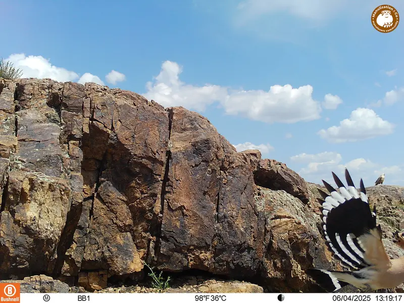 A photograph of Long-legged buzzard from Aktas-Kunkora [new] camera trap