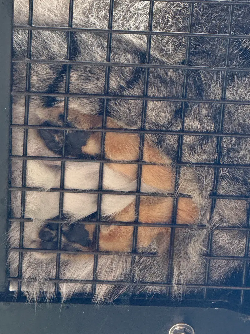 A photograph of Grusha in Asahiyama Zoo