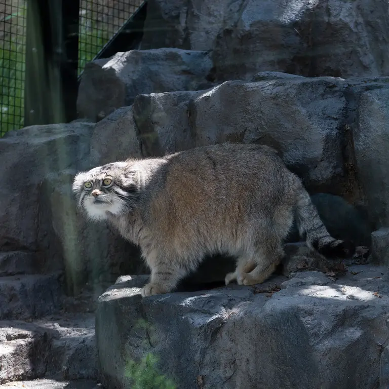A photograph of Grusha in Asahiyama Zoo