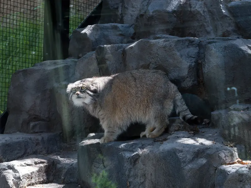 A photograph of Grusha in Asahiyama Zoo