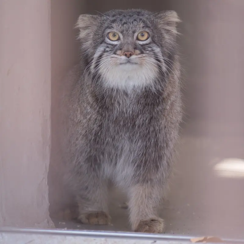 A photograph of Figa in Nogeyama Zoo