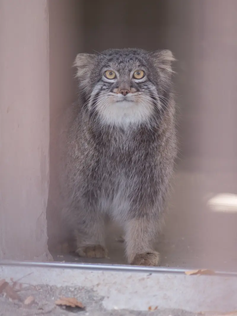 A photograph of Figa in Nogeyama Zoo
