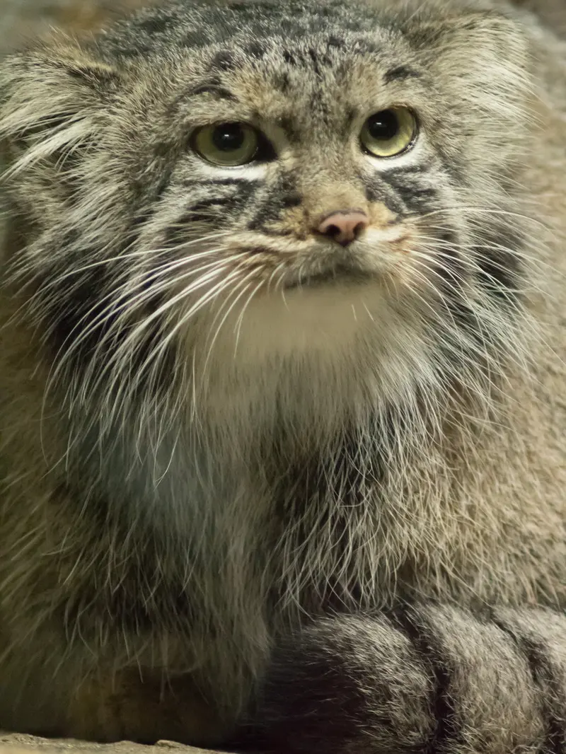 A photograph of Shafran in Ueno Zoological Gardens