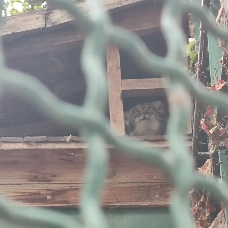 A photograph of Lucy in Budapest Zoo & Botanical Garden
