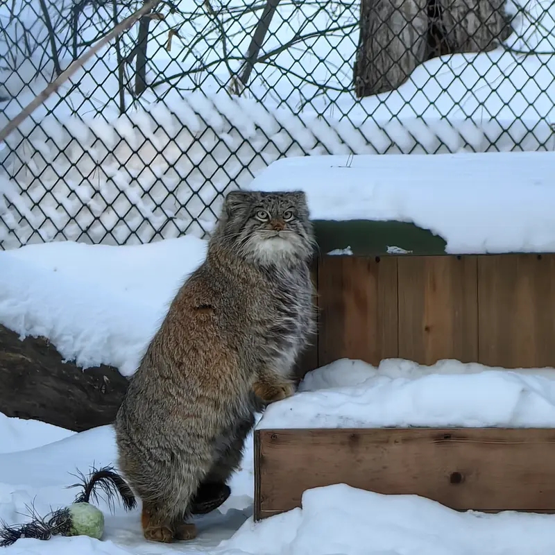 A photograph of Snezhinka in Novosibirsk Zoo