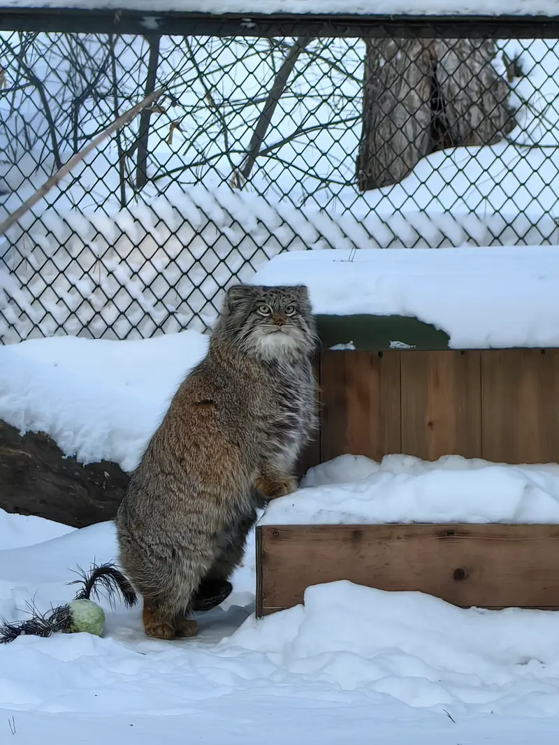A photograph of Snezhinka in Novosibirsk Zoo