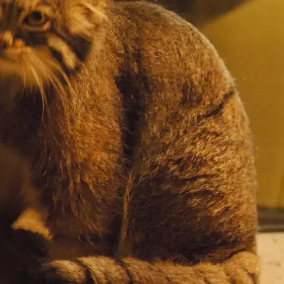 A photograph of a Pallas's cat in Nogeyama Zoo
