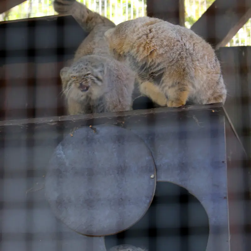 A photograph of Alani, Kitten of Alani b.2026 Ⅰ, and Kitten of Alani b.2026 Ⅱ in Košice Zoo