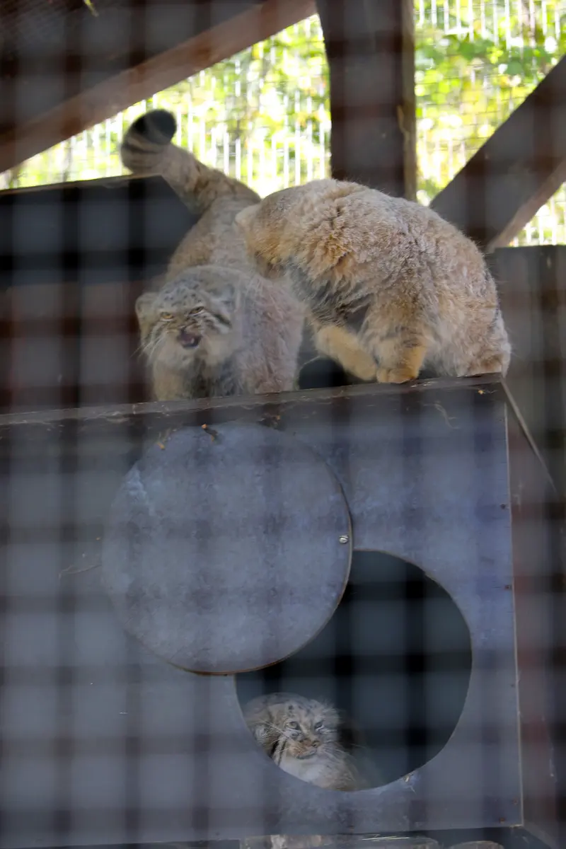 A photograph of Alani, Kitten of Alani b.2026 Ⅰ, and Kitten of Alani b.2026 Ⅱ in Košice Zoo