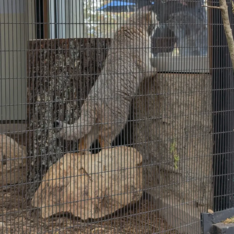 A photograph of Norbu in Mill Mountain Zoo