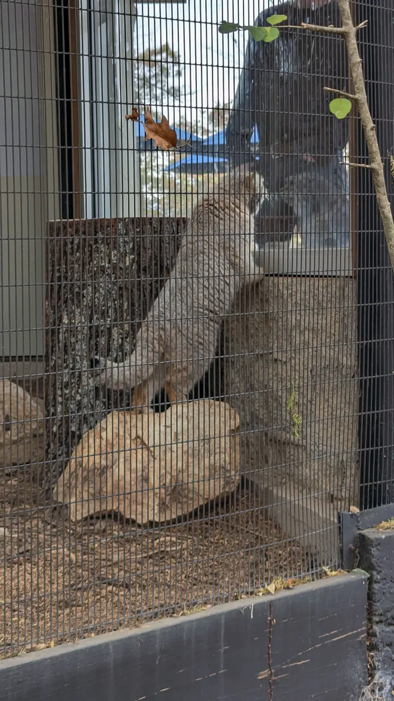 A photograph of Norbu in Mill Mountain Zoo