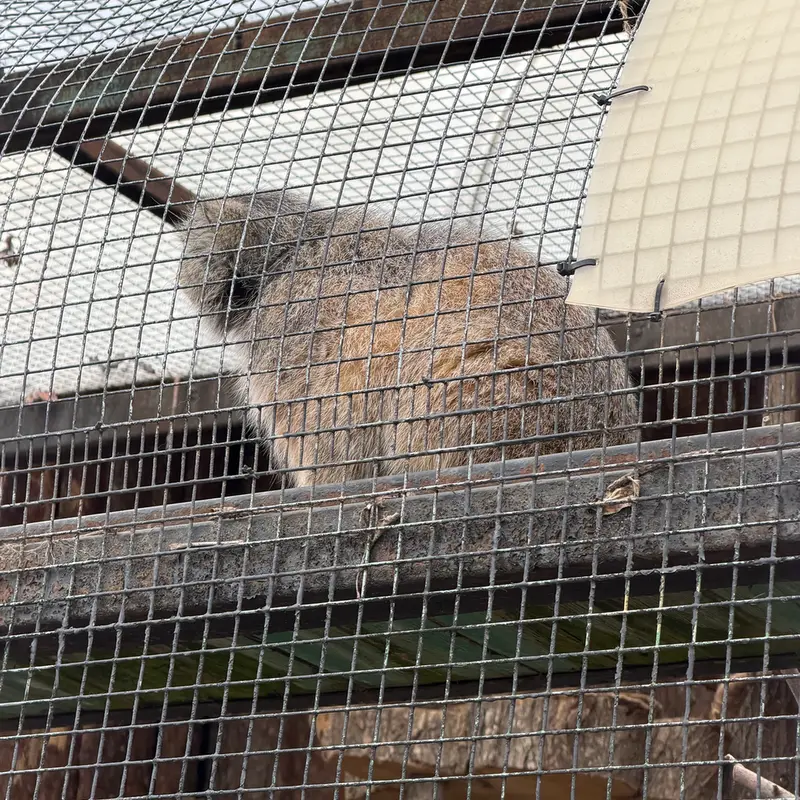A photograph of Shu in Leningrad zoo