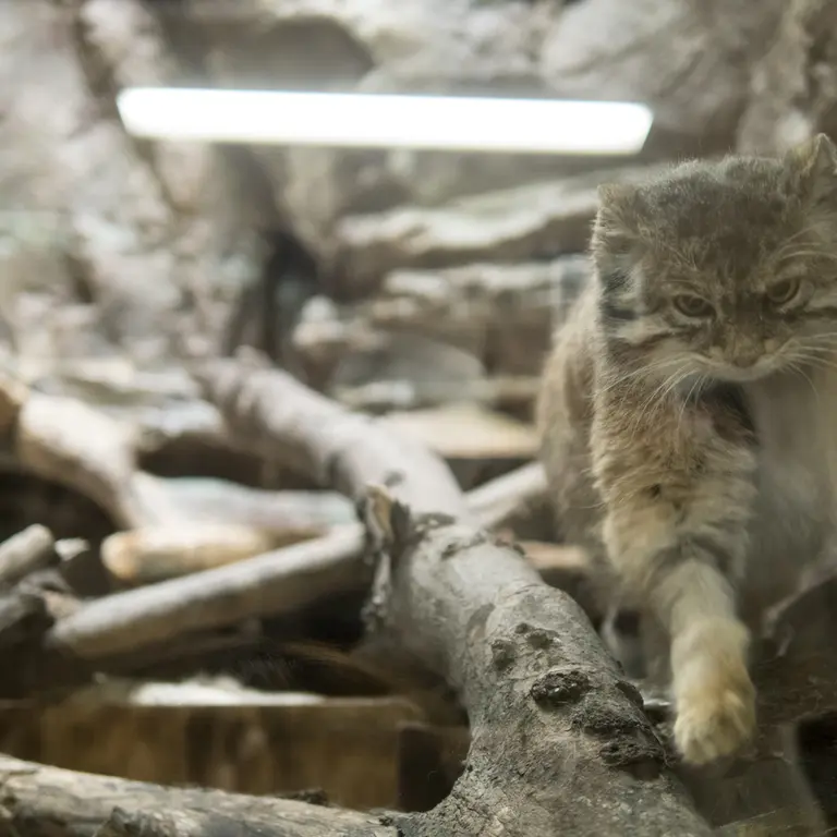 A photograph of Primula in Ueno Zoological Gardens