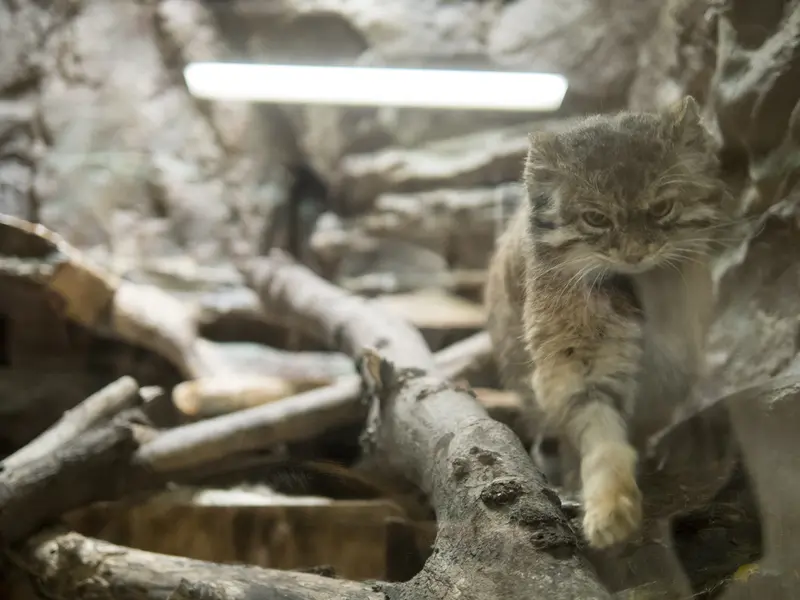 A photograph of Primula in Ueno Zoological Gardens