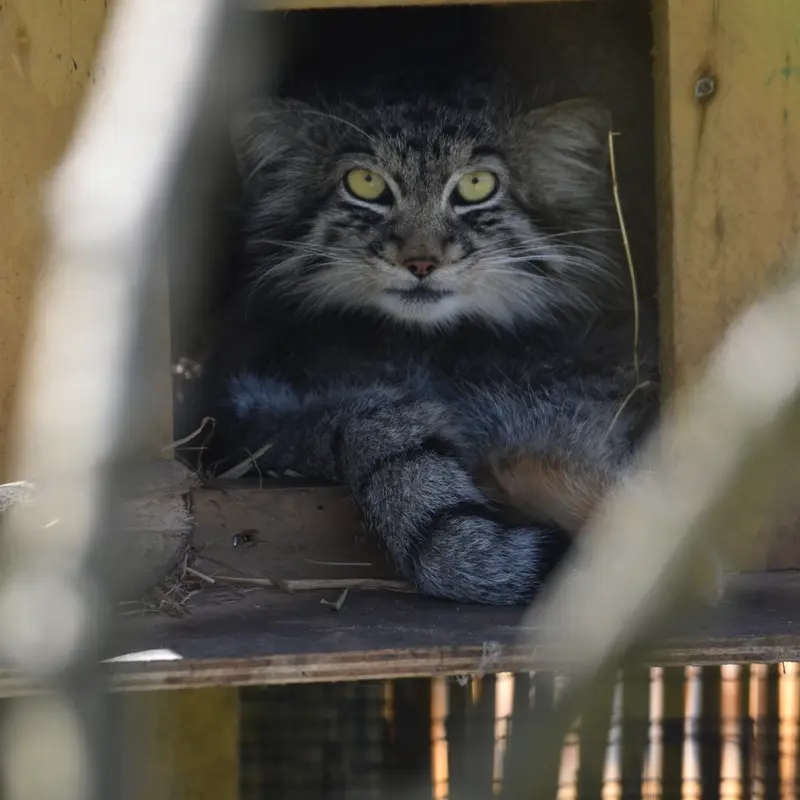 A photograph of a Pallas's cat