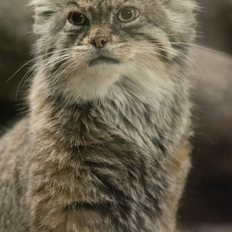 A photograph of Primula in Ueno Zoological Gardens
