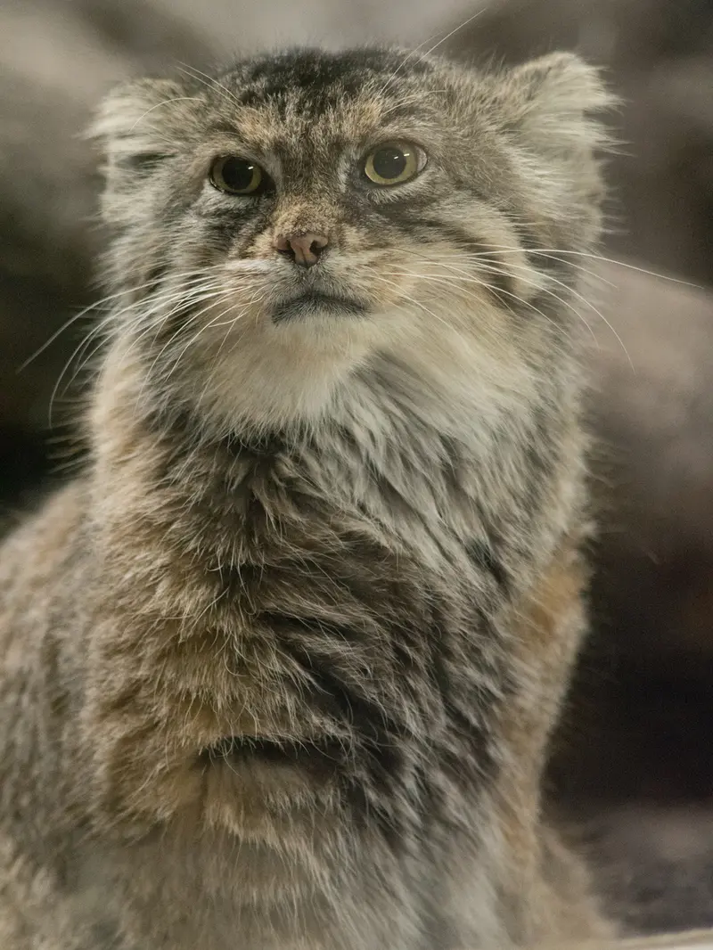 A photograph of Primula in Ueno Zoological Gardens