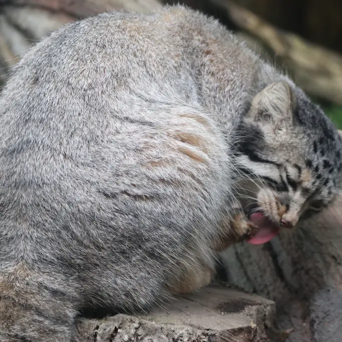 A photograph of Nagomu in Nasu Animal Kingdom