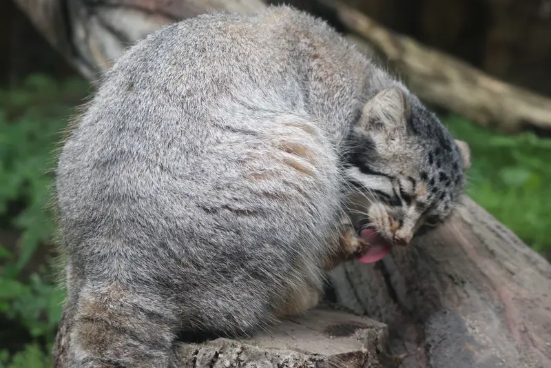 A photograph of Nagomu in Nasu Animal Kingdom