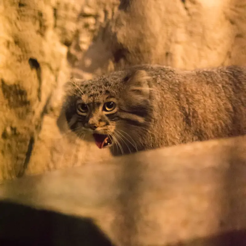 A photograph of Figa in Nogeyama Zoo