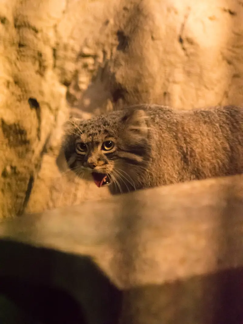 A photograph of Figa in Nogeyama Zoo
