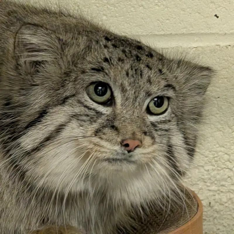 A photograph of Dean in Oglebay Good Zoo