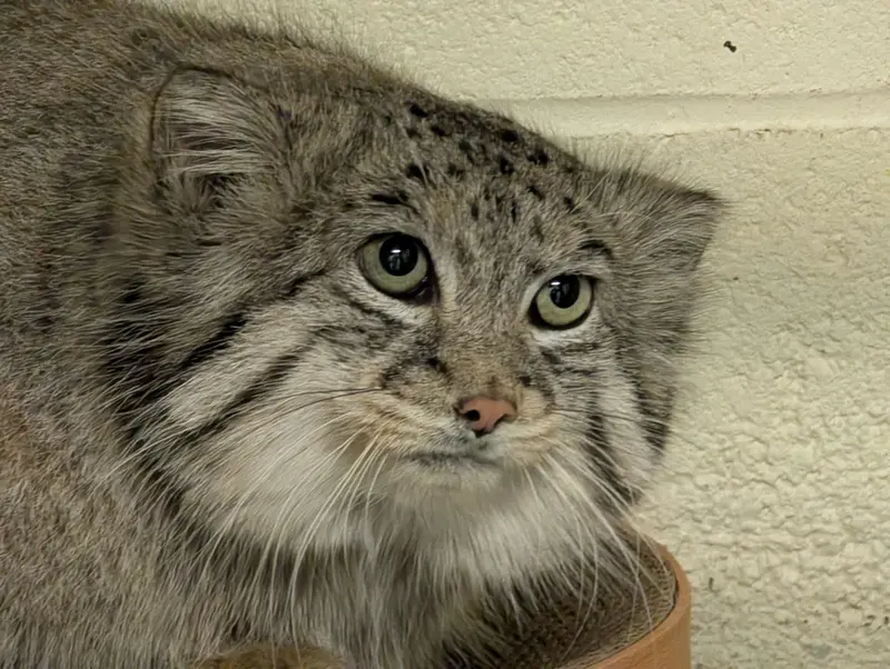 A photograph of Dean in Oglebay Good Zoo