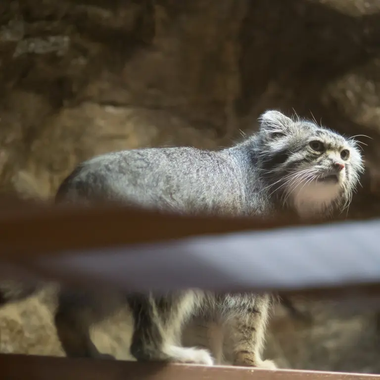 A photograph of Klyon in Ueno Zoological Gardens