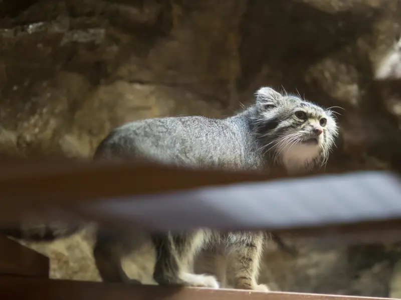 A photograph of Klyon in Ueno Zoological Gardens