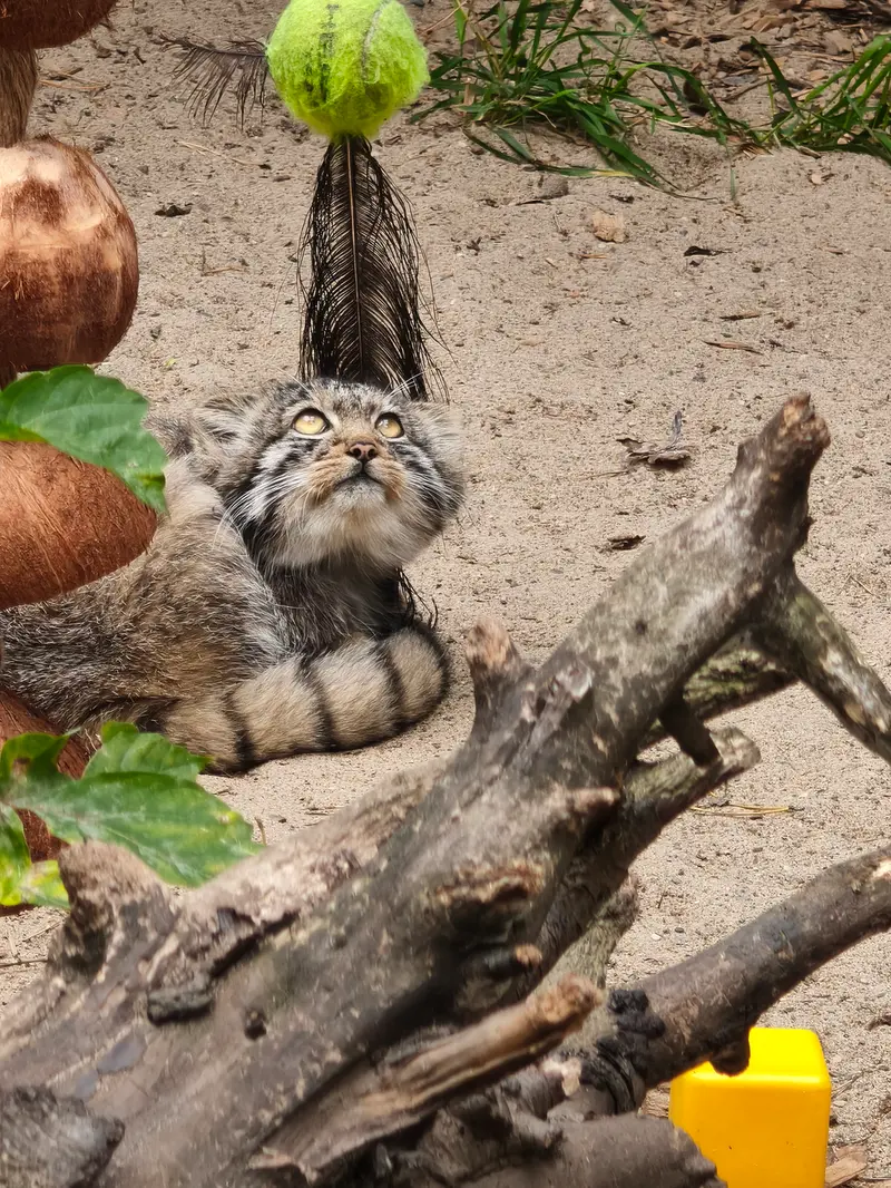 A photograph of a Pallas's cat in Novosibirsk Zoo