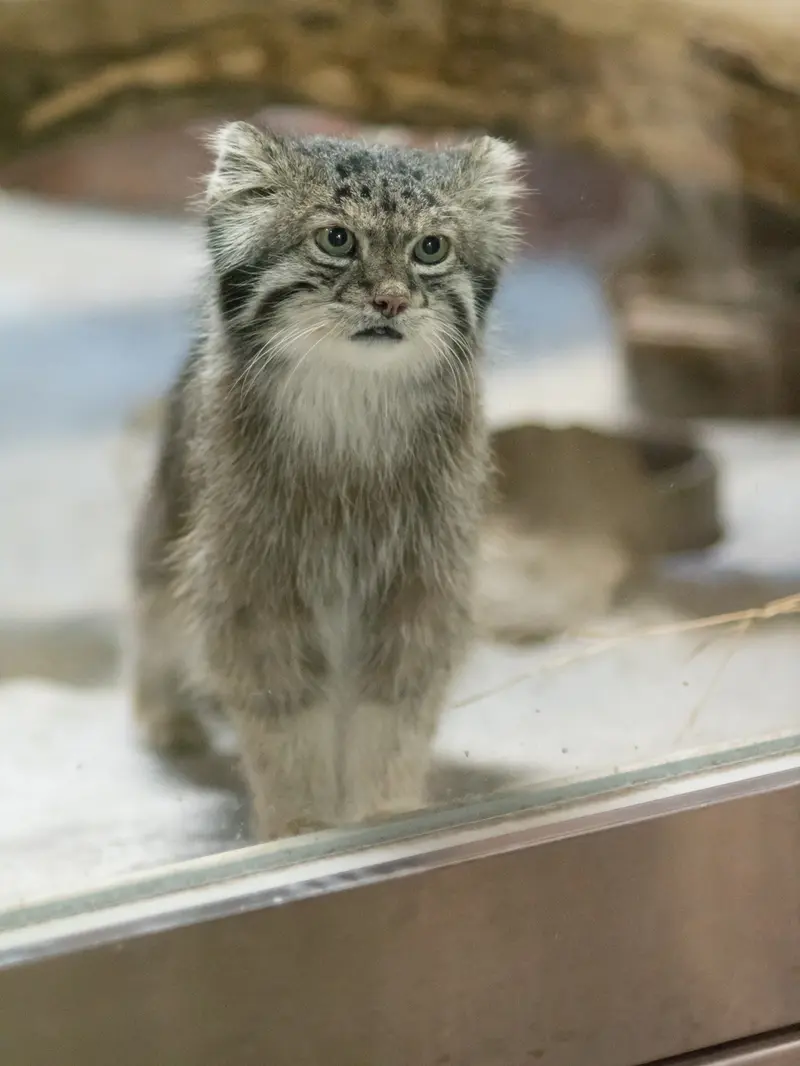 A photograph of Klyon in Ueno Zoological Gardens