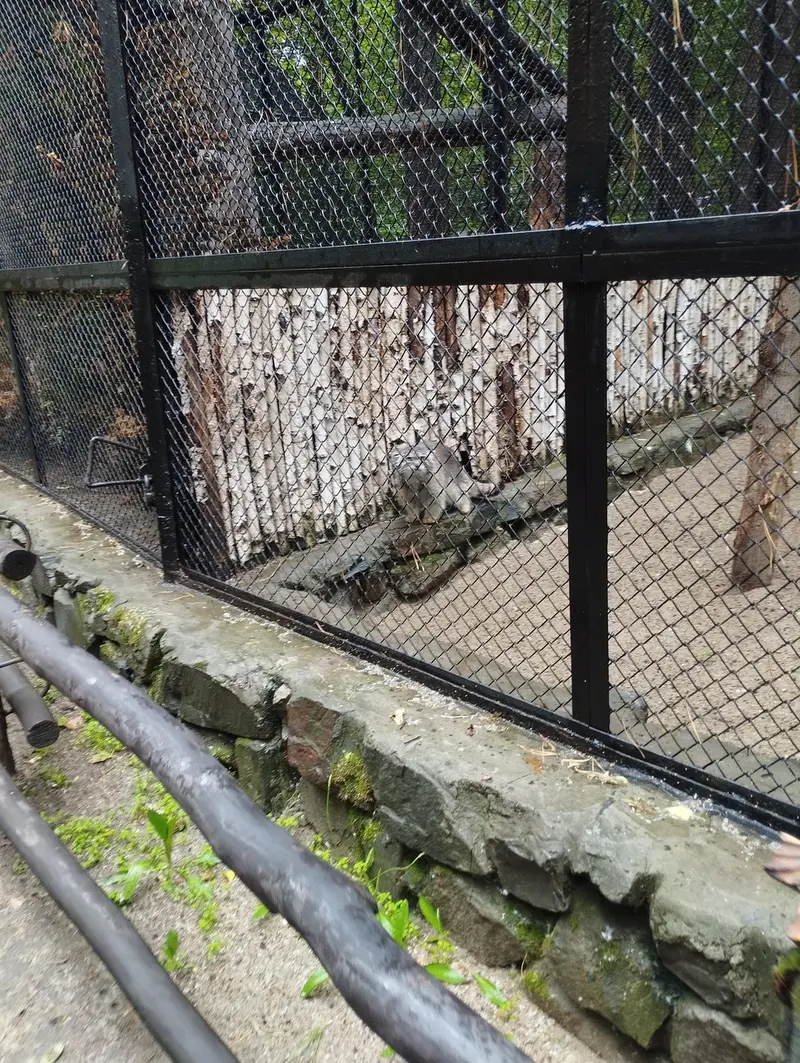 A photograph of a Pallas's cat in Novosibirsk Zoo