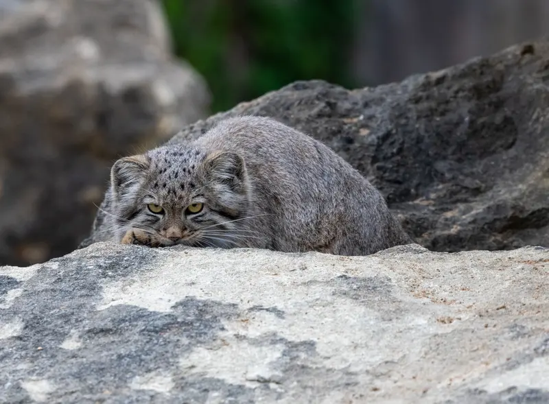 A photograph of Kharaa in Port Lympne Wild Animal Park