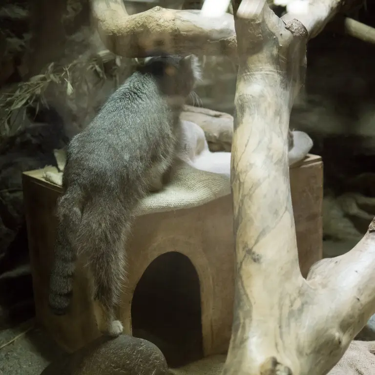 A photograph of Klyon in Ueno Zoological Gardens