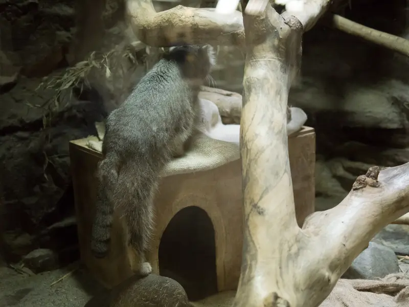 A photograph of Klyon in Ueno Zoological Gardens