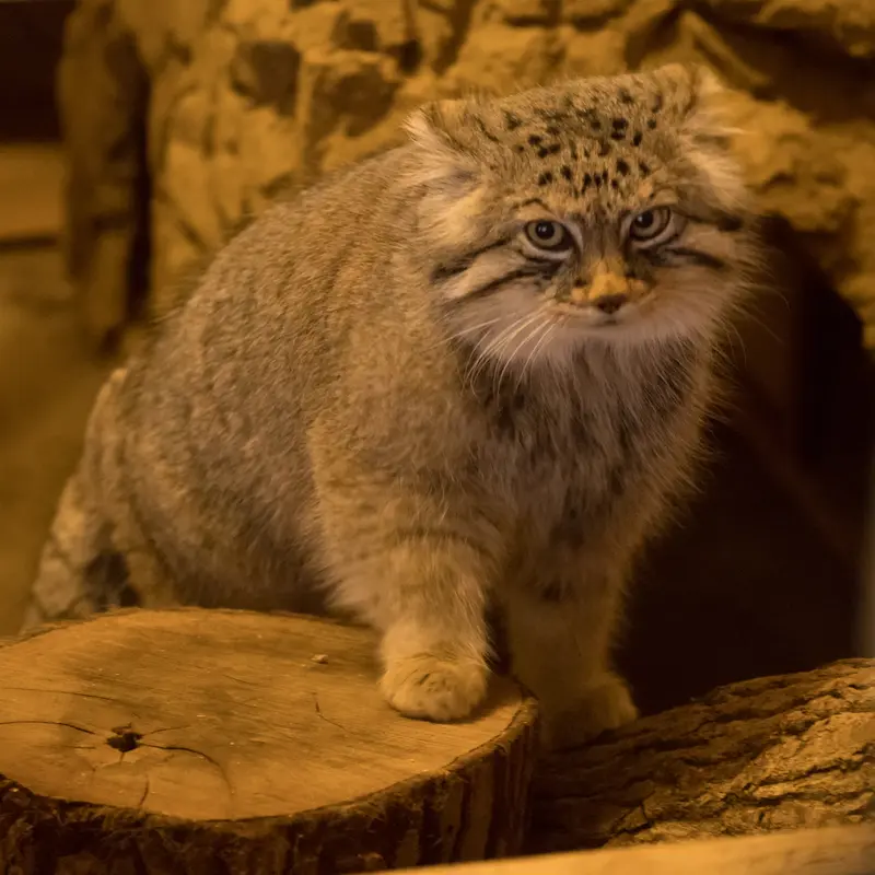 A photograph of Lotos in Saitama Children's Zoo