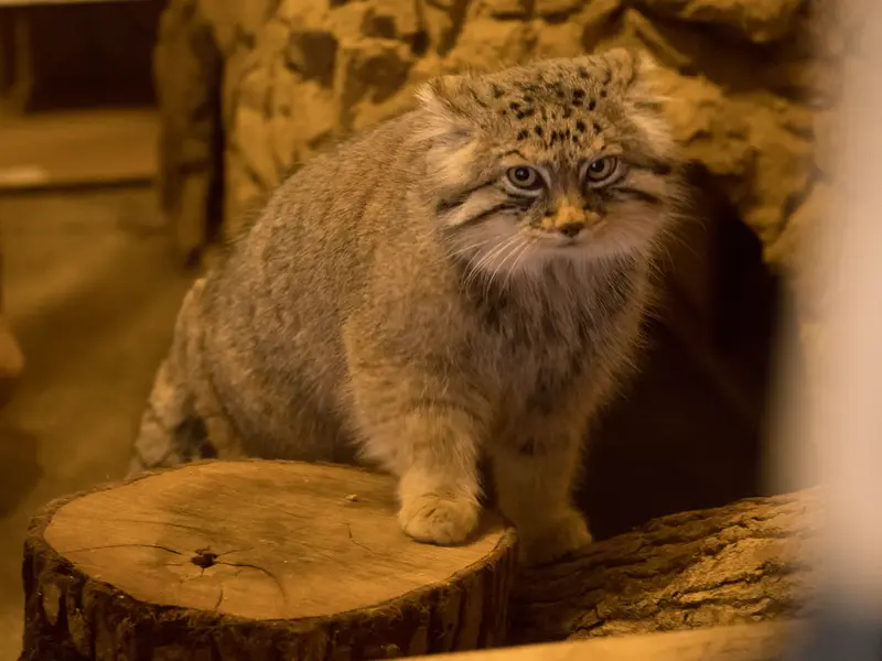 A photograph of Lotos in Saitama Children's Zoo