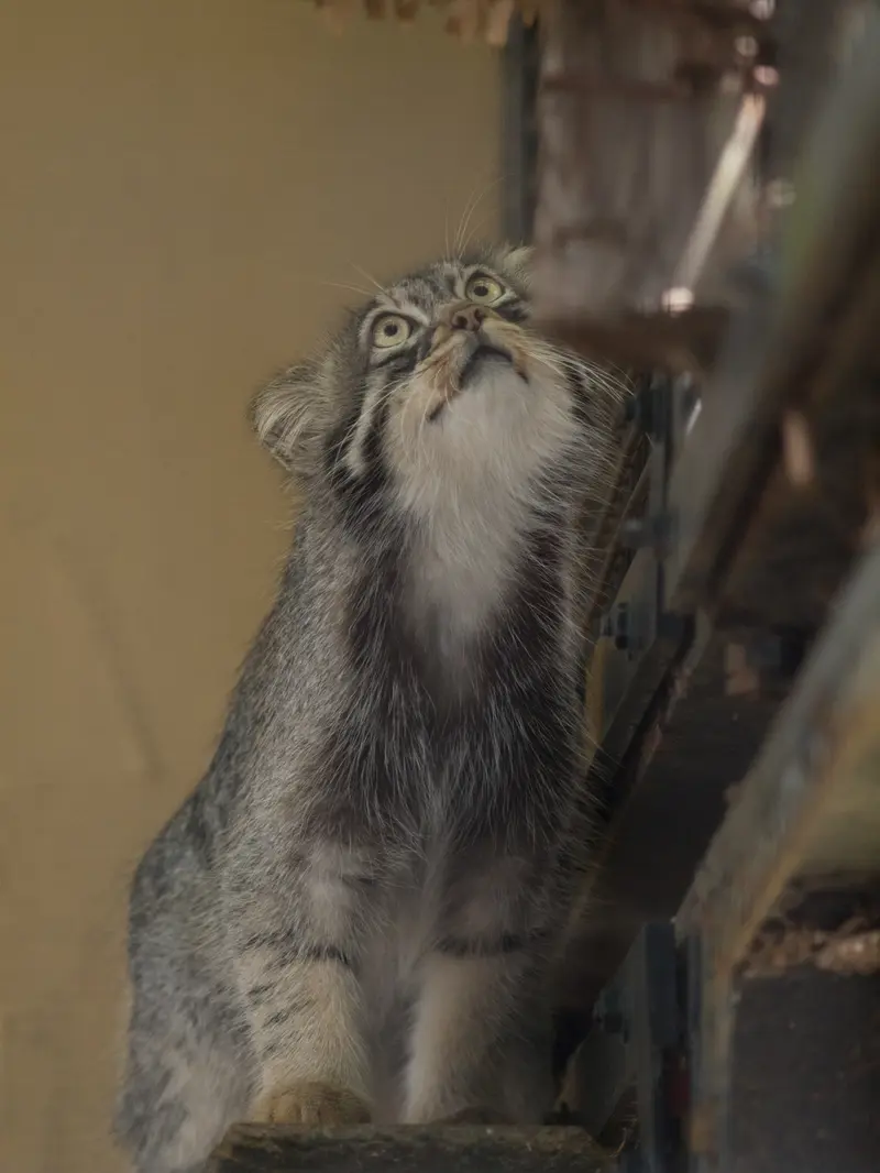 A photograph of Hide in Asahiyama Zoo